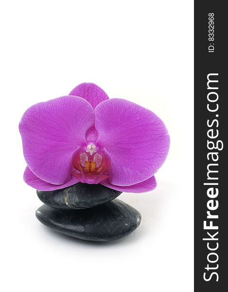 Beautiful orchid petal and pebbles