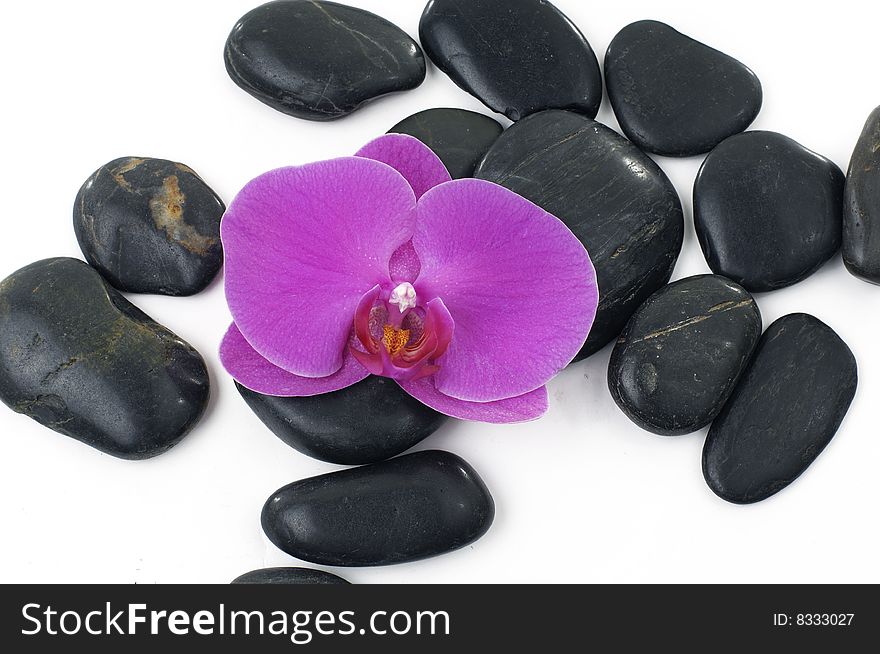 Beautiful orchid petal and pebbles