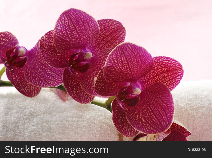 Bouquet of orchids in vase isolated on white