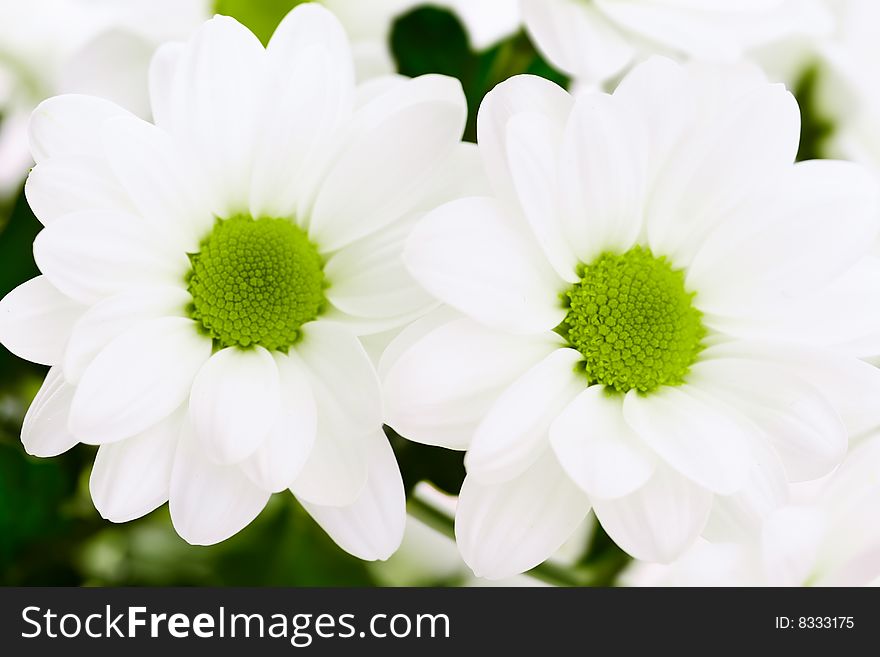 White Chrysanthemum Flowers