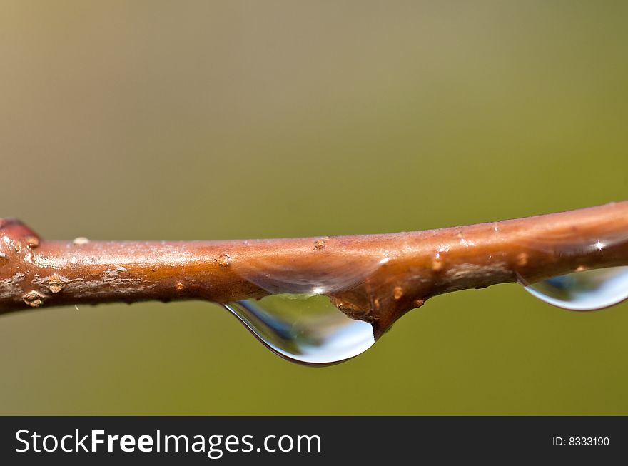 Close up of a water dew on a tree branch. Close up of a water dew on a tree branch