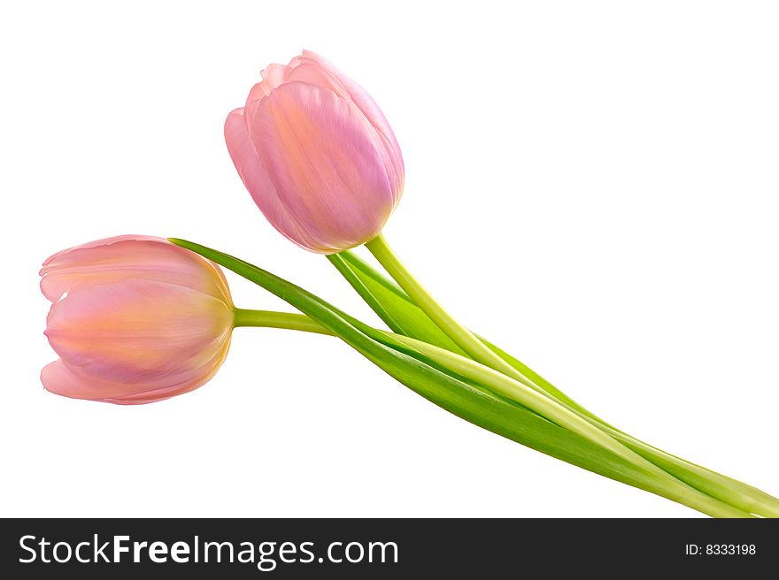Two beautiful pink tulips with green leaves isolated on white background. Two beautiful pink tulips with green leaves isolated on white background.