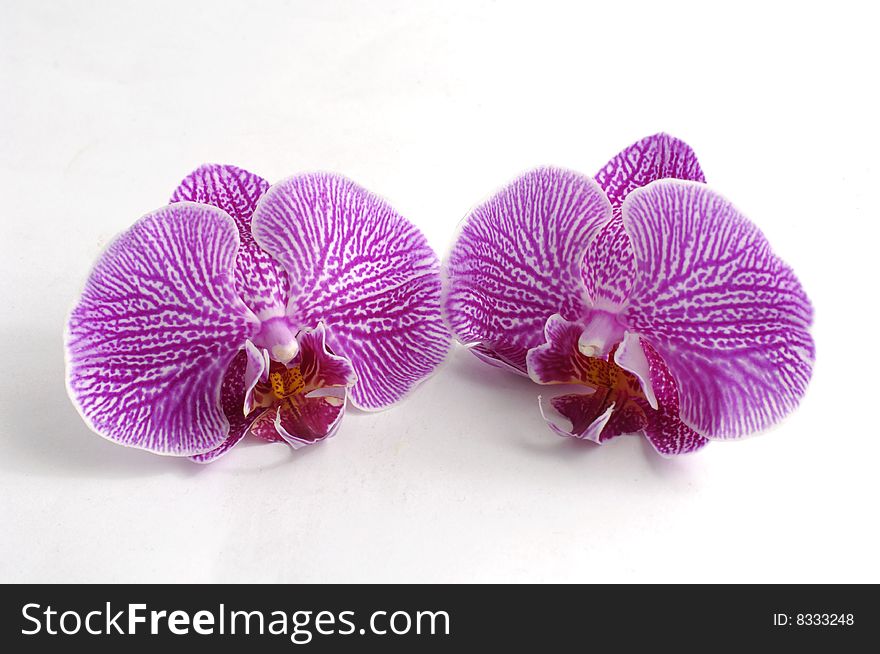 Collection of Orchid Blooms on white