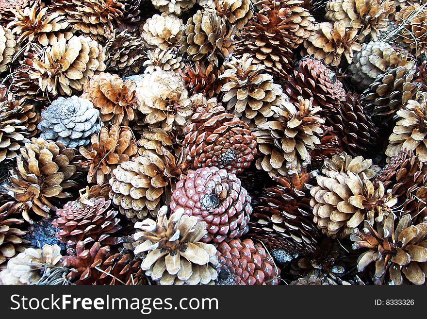 A group of pinecones in various shades of brown.