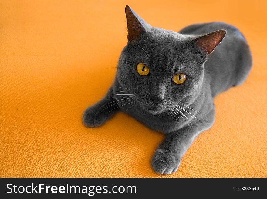 British blue cat taken when laying on orange sheet. British blue cat taken when laying on orange sheet