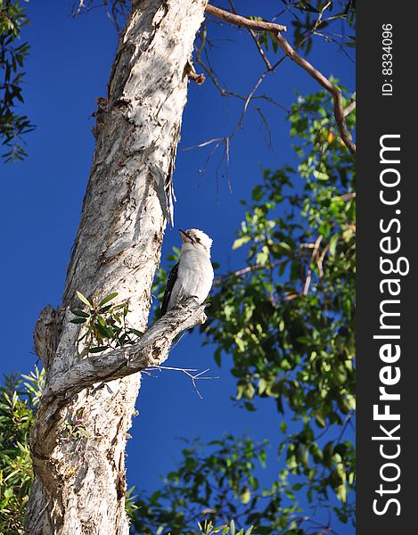 An australian kookaburra sitting on a gum tree