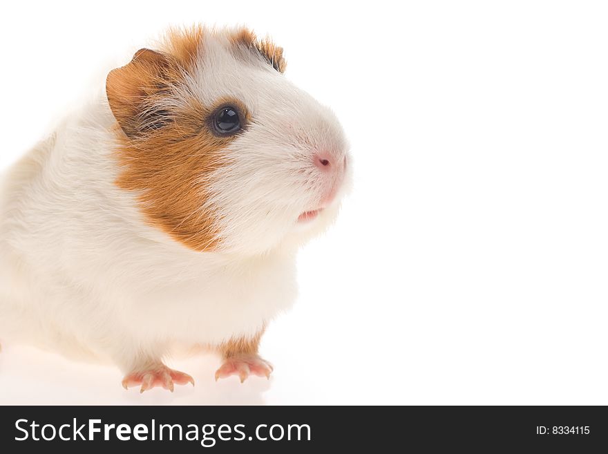 Guinea pig on a white background