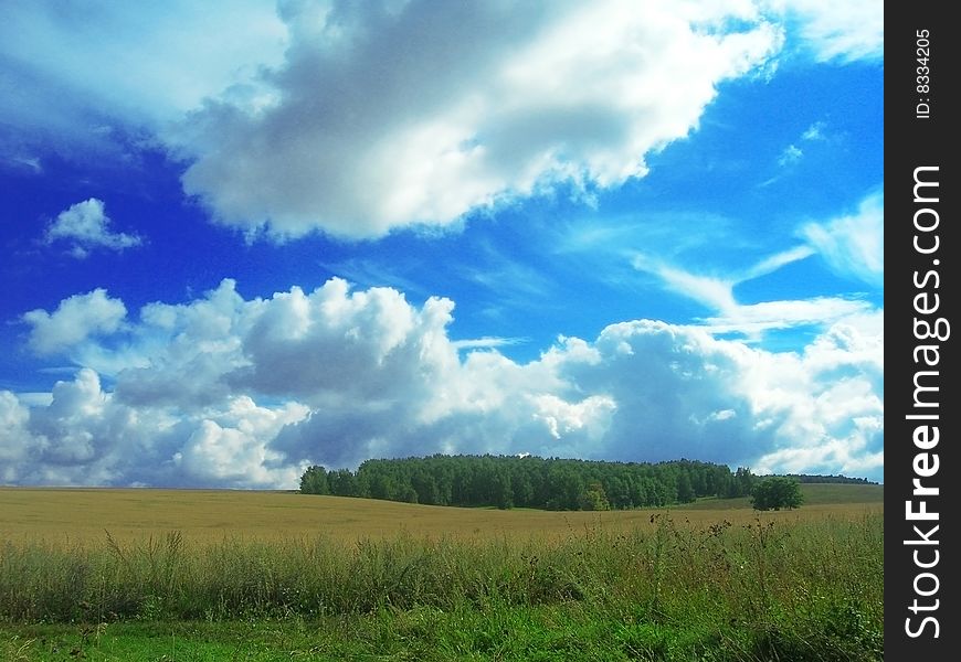 Wheat field and little forest