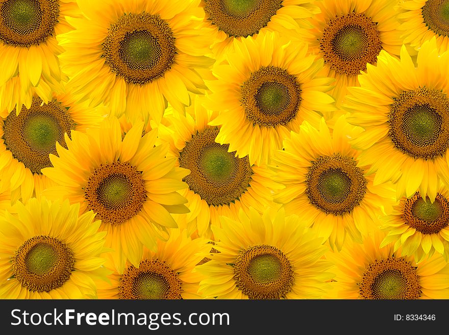 Background of yellow Sunflowers close-up