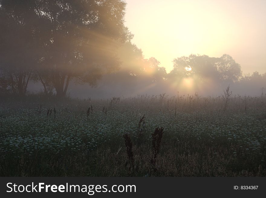 Field of colours early in morning, on a background of the ascending sun.