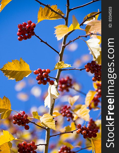 The red Mountain ash,the yellow leafs and the blue sky