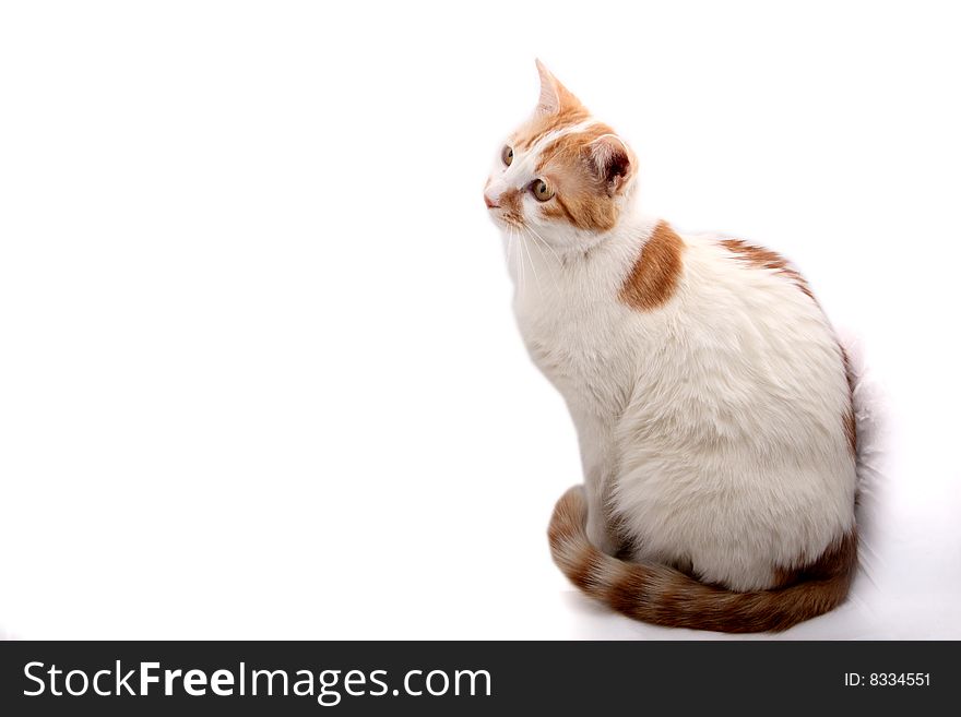 Cute cat isolated on white background. Cute cat isolated on white background.