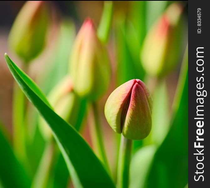 Red tulip bud on green background. Red tulip bud on green background