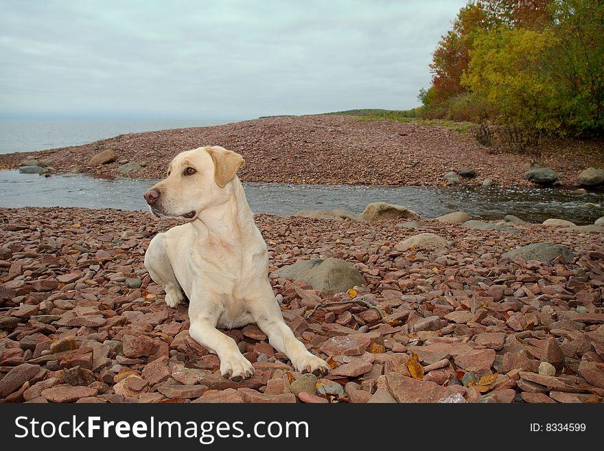 Labrador Retriever by the Lake Superior MN., laying on some rocks. Labrador Retriever by the Lake Superior MN., laying on some rocks