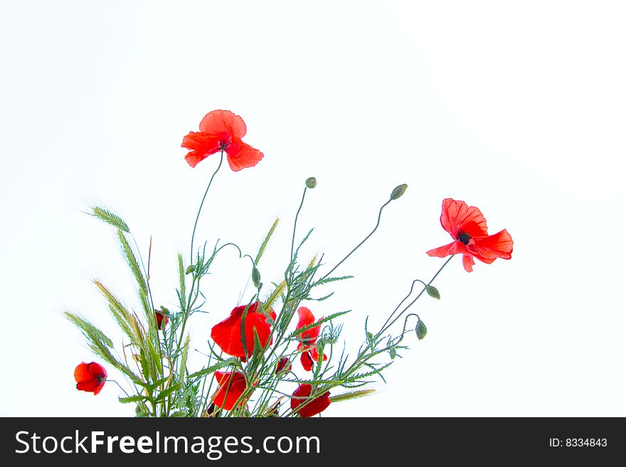 Red poppies in Japanese style. Red poppies in Japanese style