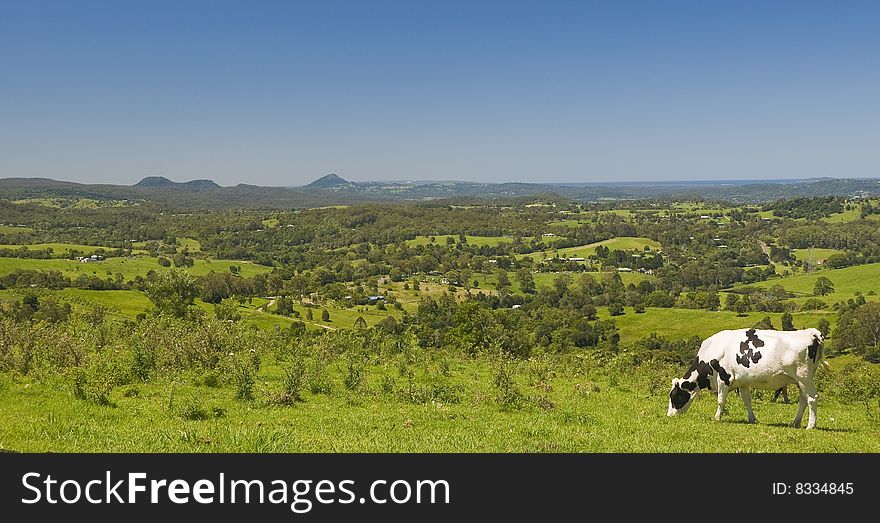 Black and white cow on a hill top feeding in front of a beautiful panorama. Black and white cow on a hill top feeding in front of a beautiful panorama