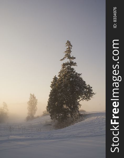 Winterscene with snow and tree in sunrise