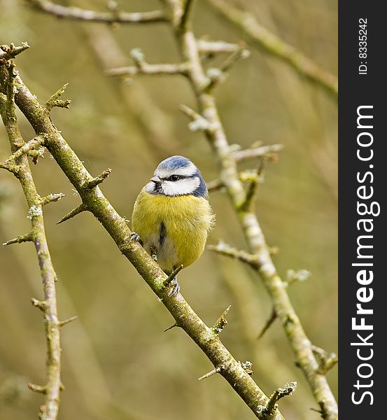 Blue tit sitting on a branch of a tree. Blue tit sitting on a branch of a tree