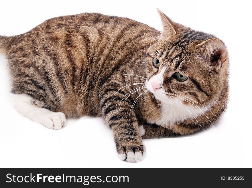 A leopard cat is seeing its companion playing. A leopard cat is seeing its companion playing.