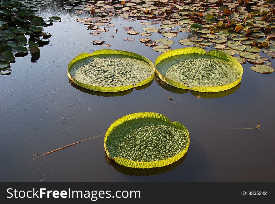 A closeup shot of Lotus Leaves in a pond. A closeup shot of Lotus Leaves in a pond