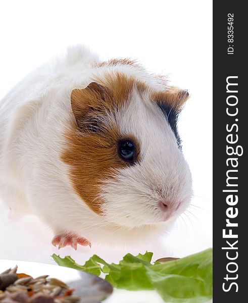 Guinea pig on a white background