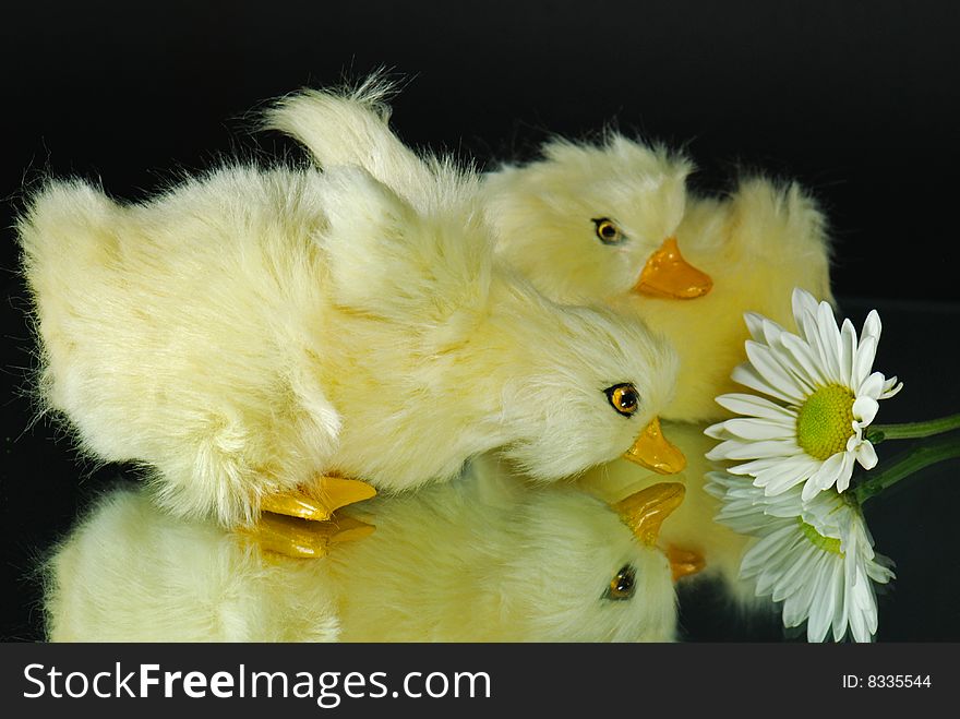 Baby ducklings and a daisy reflected in a mirror. Baby ducklings and a daisy reflected in a mirror.