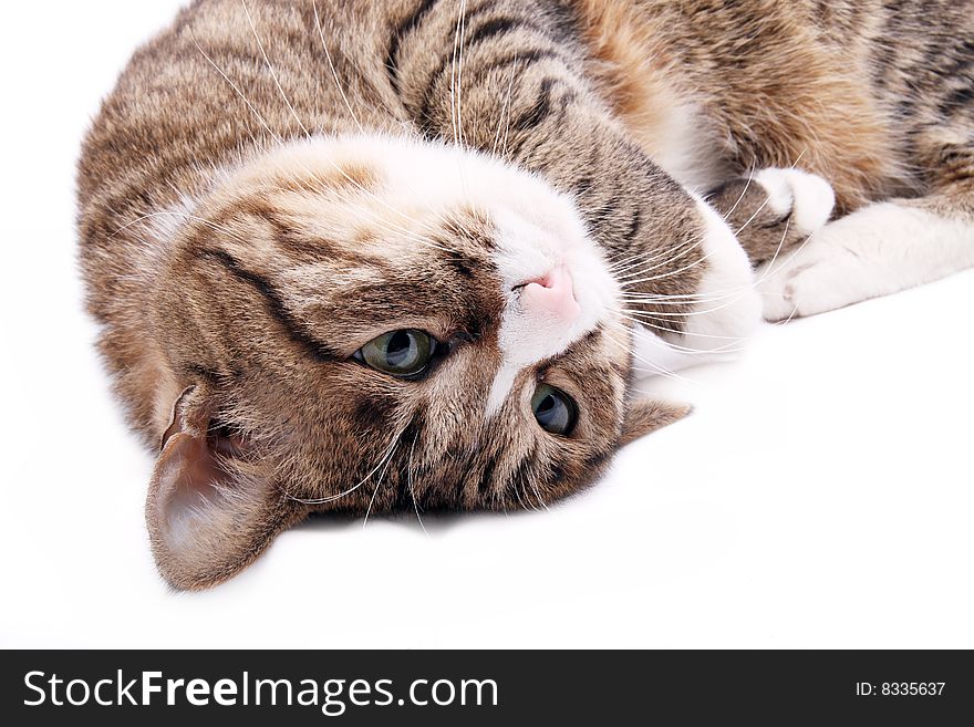 A leopard cat is lying on a white background .. Perhaps it is thinking something at this moment ....