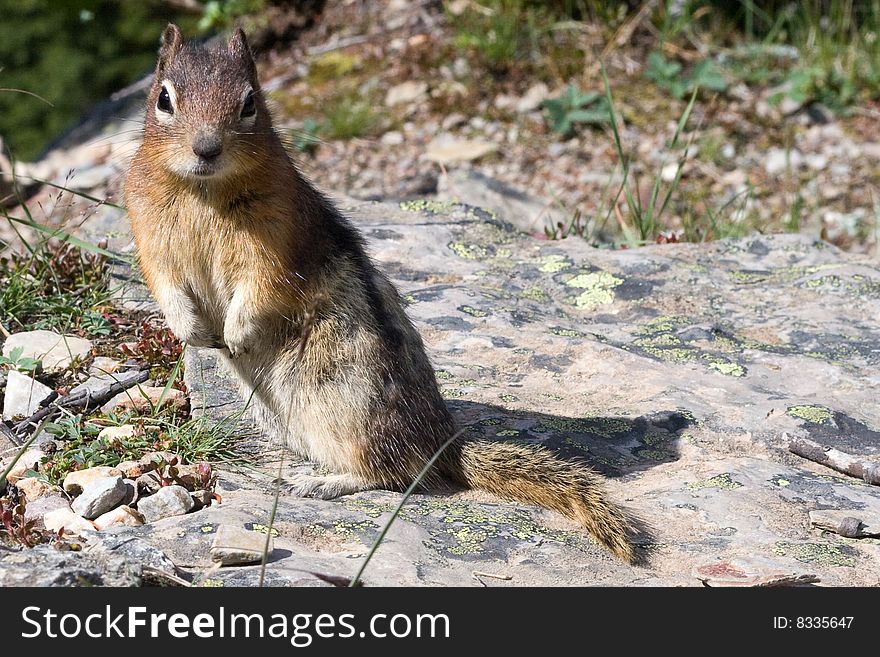 Closeup shot of a squirrel searching for food