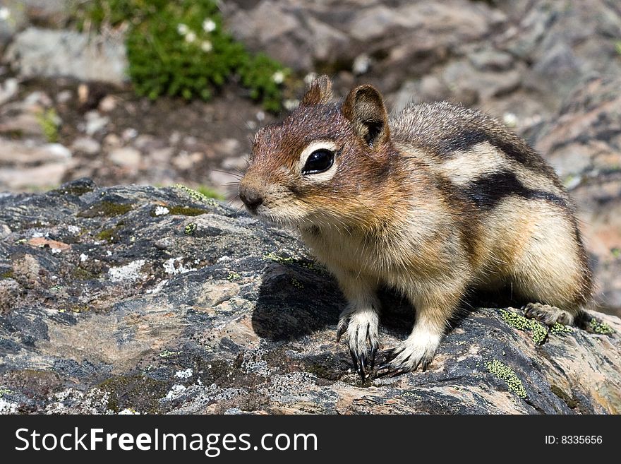 Closeup shot of a squirrel searching for food