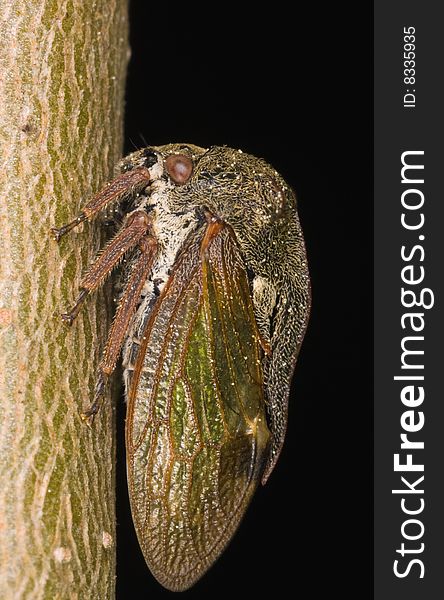 A strange looking bug is sitting at a small tree. The latin name for it is Centrotus cornutus.