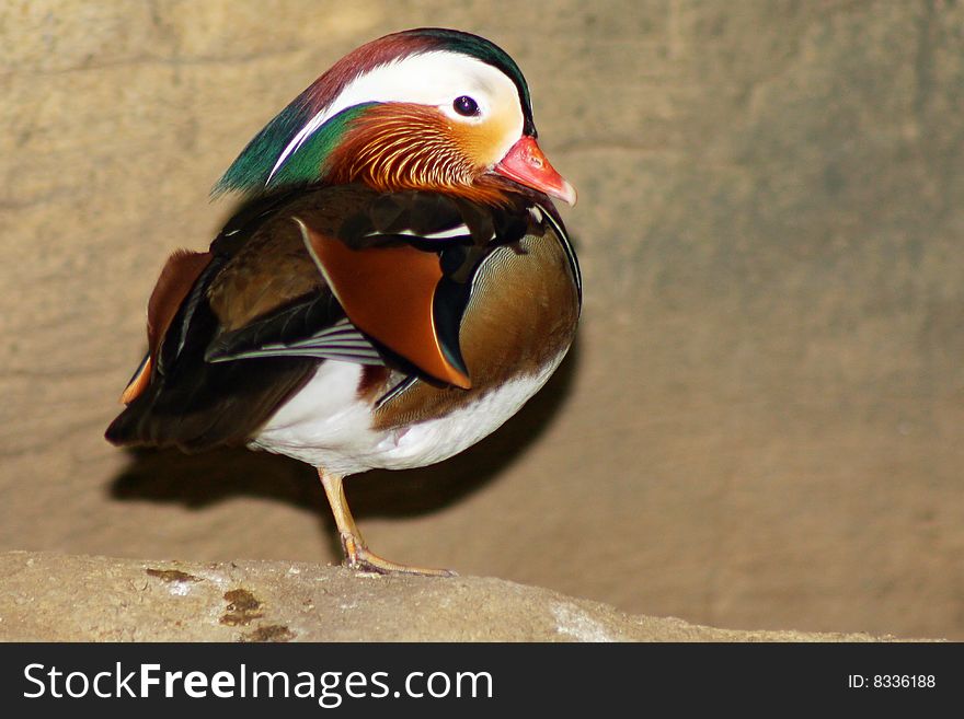 Mandarin duck standing against natural background.