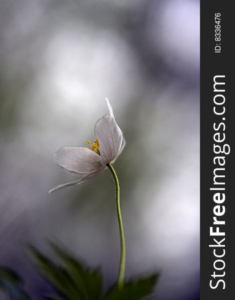 Beautiful Wood Anemone with reflections in the background.