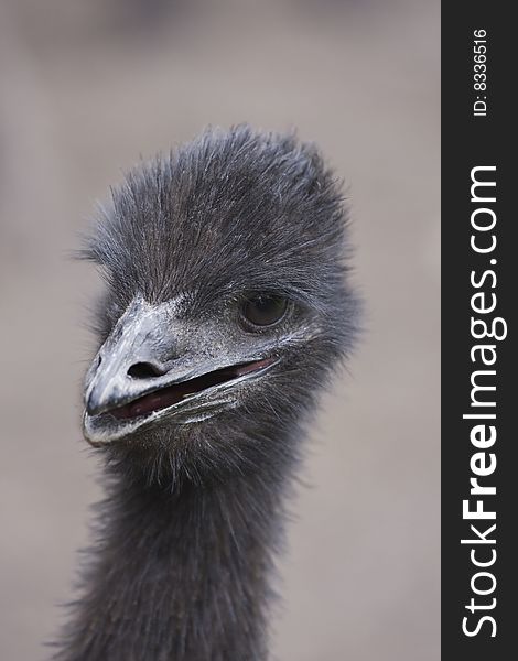 A portrait of a young Emu