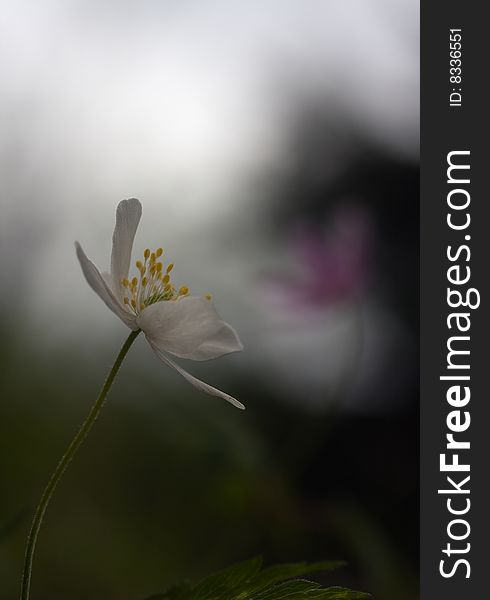 Wood Anemone with the same type of flower in the background.