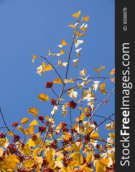 The red Mountain ash,the yellow leafs and the blue sky