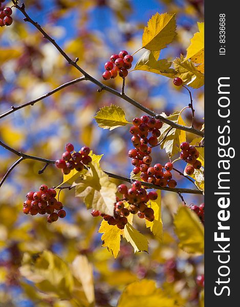 The yellow trees on the shcoolyard and the blue sky