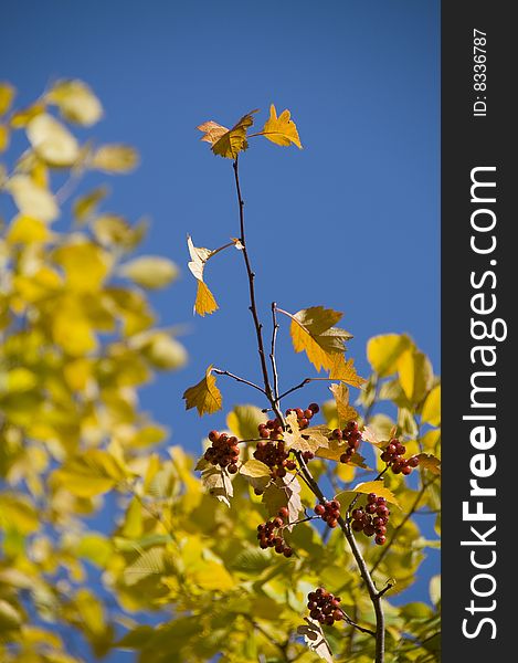 The red Mountain ash,the yellow leafs and the blue sky