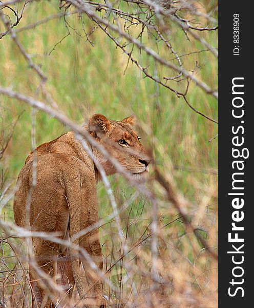 A photo of a lion in the Kruger National Park located in South Africa. A photo of a lion in the Kruger National Park located in South Africa