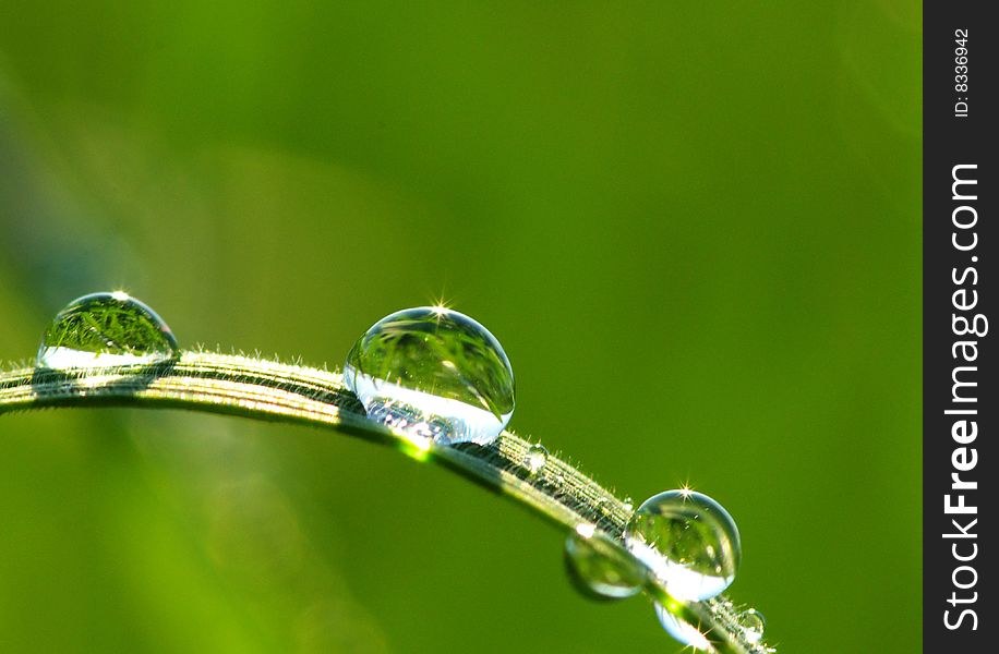 Dew drop on a blade of grass. Dew drop on a blade of grass