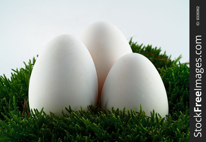 Three white, goose eggs among the moss. Three white, goose eggs among the moss