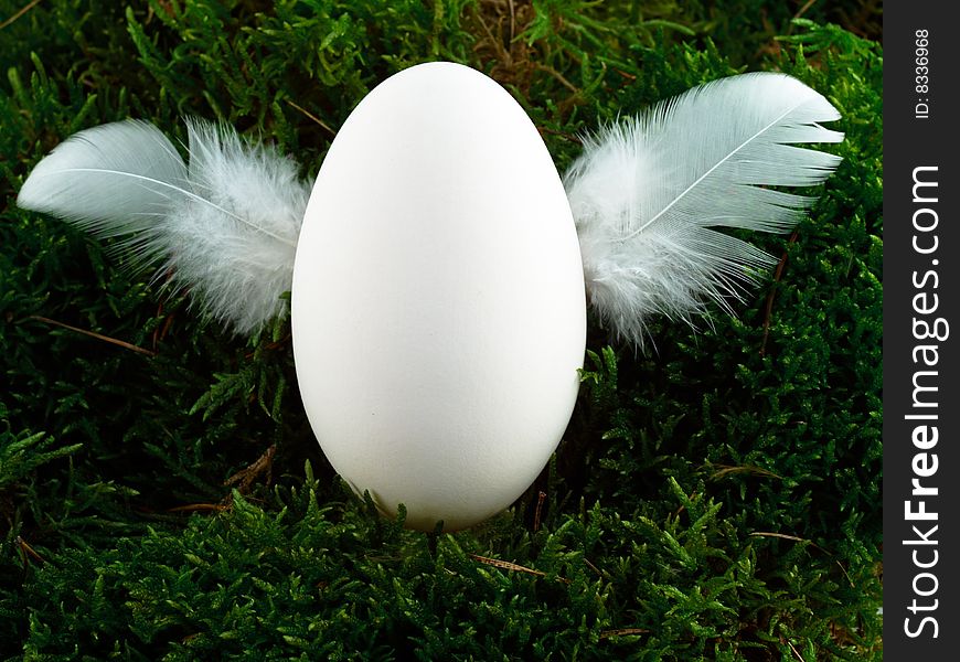White, goose egg with feather wing. White, goose egg with feather wing