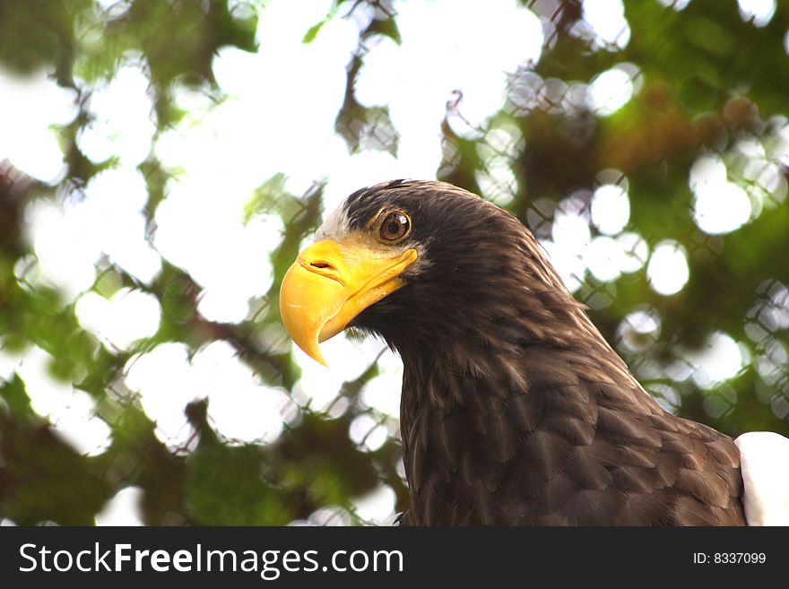 Close up of the beautiful eagle