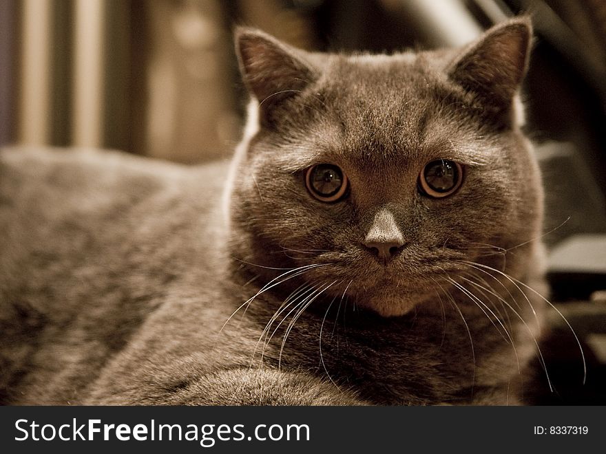 Gray british cat close up