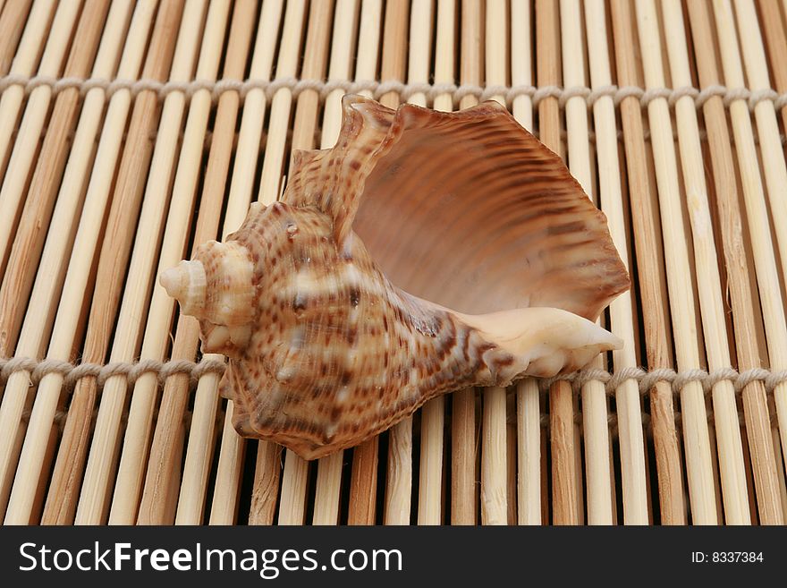 ocean rapa shell on wooden background