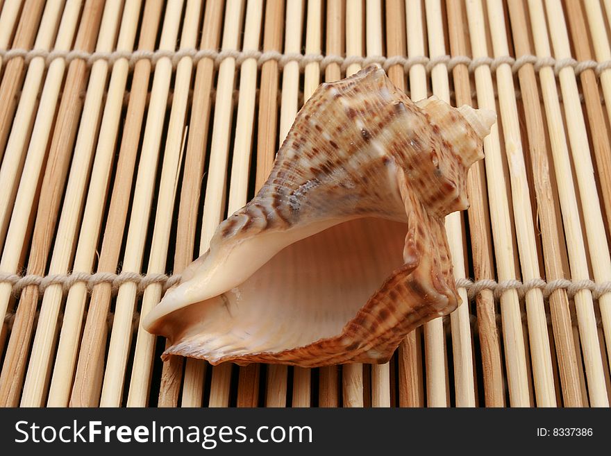 Ocean Shell On Wooden Background