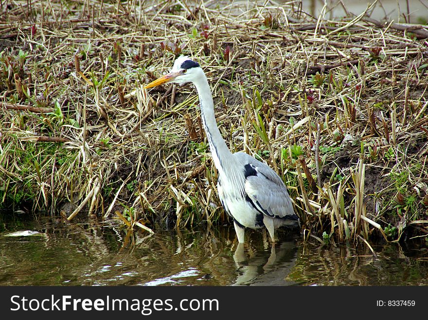 A fishing grey heron in a ditch