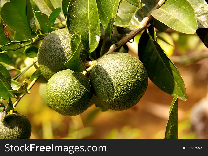 Green oranges growing at the tree