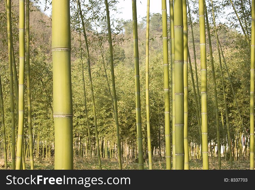 Bamboo Grove