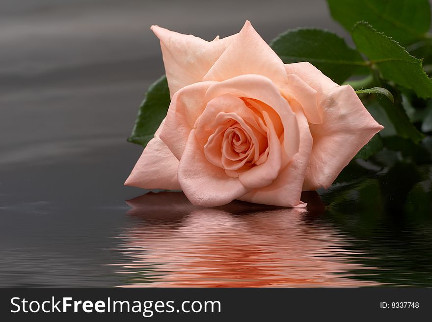 Rose on a dark background