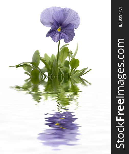 Pansies on a white background